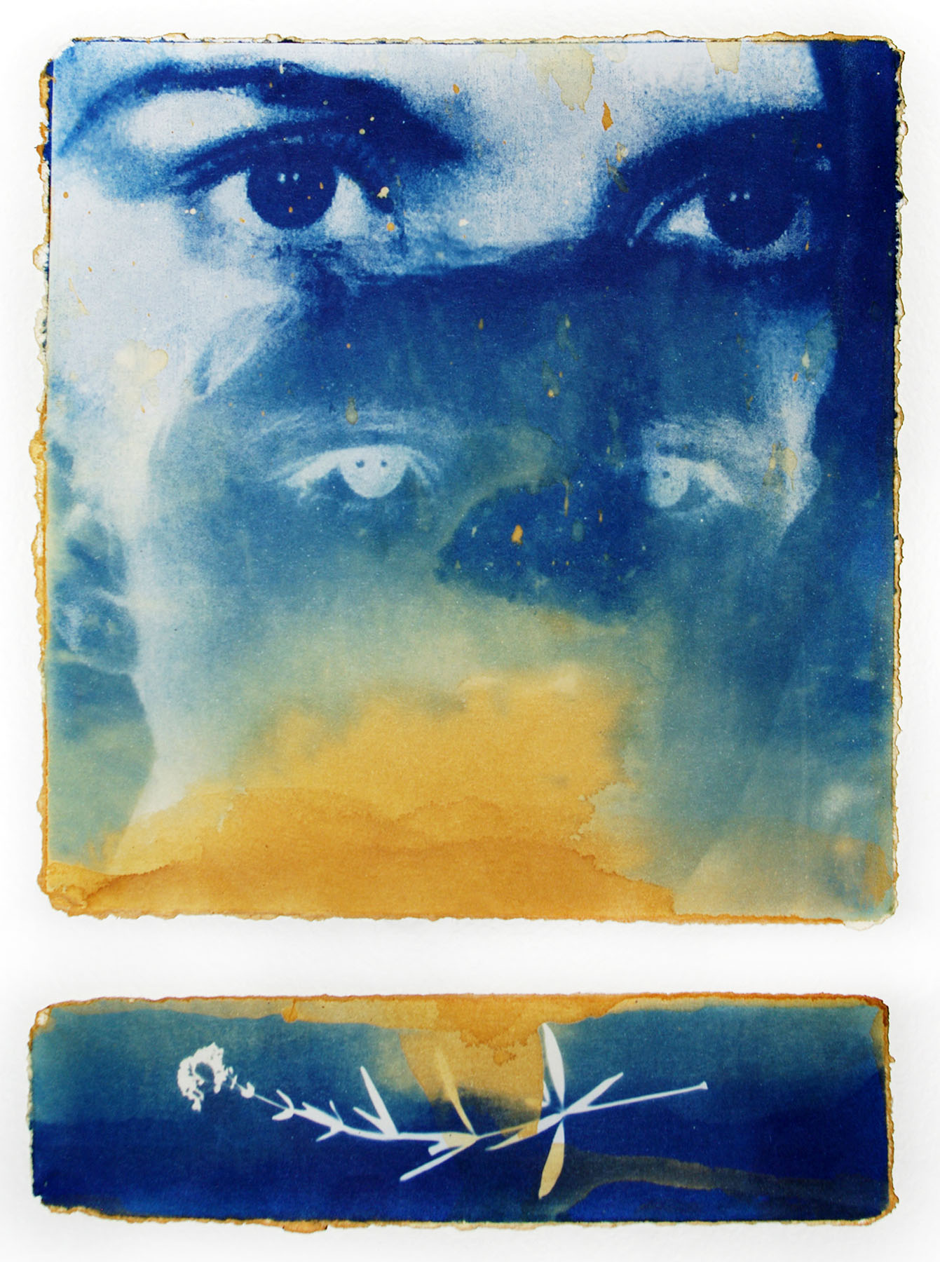 Cyanotype 7